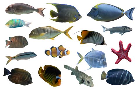 Fishes .